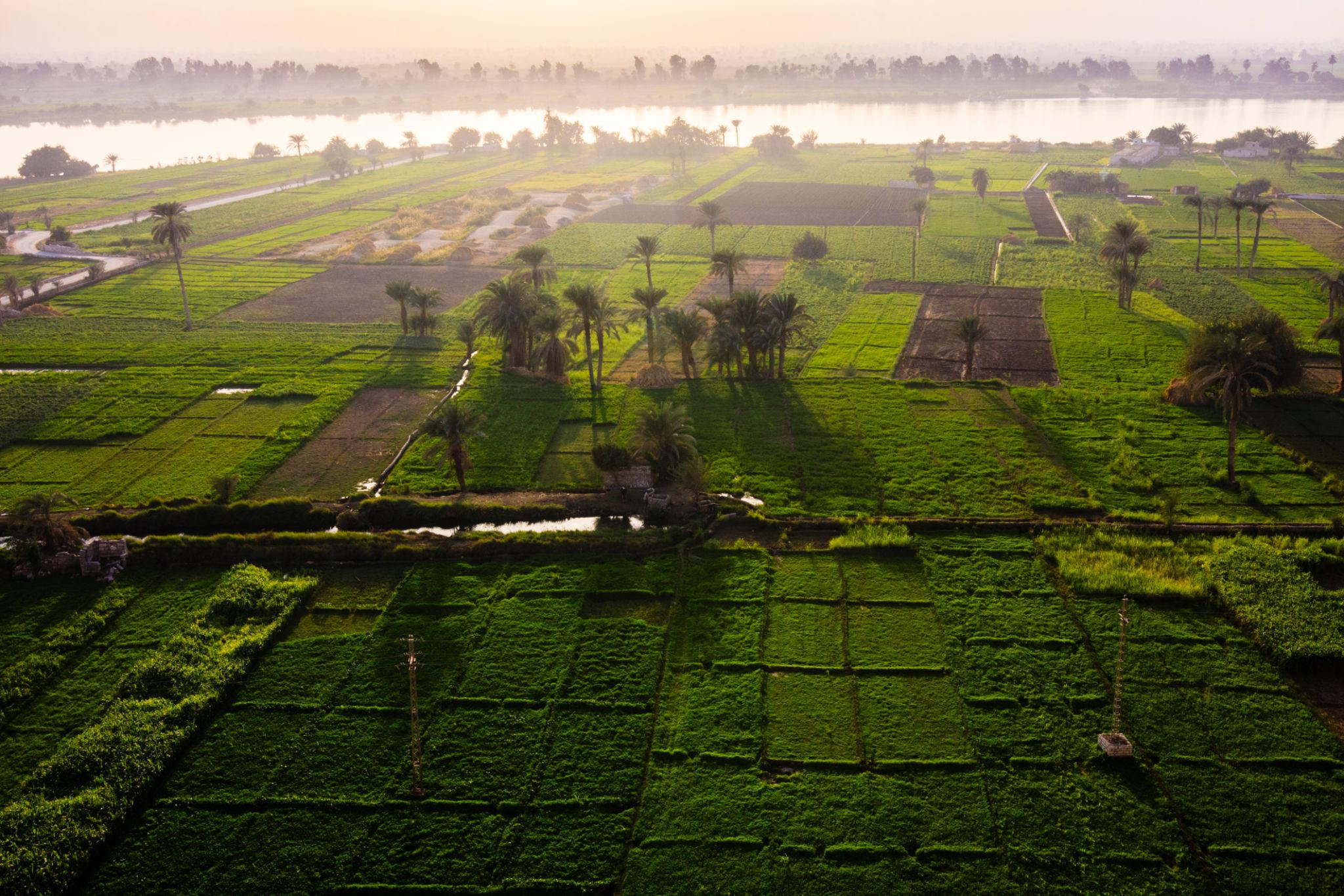 Egyptian fields