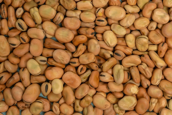 Fava Beans